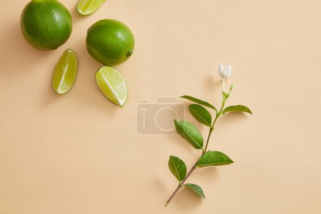 Ein Zweig weißer Blume ist auf pastellfarbenem Hintergrund mit einigen Limettenscheiben dekoriert. Ätherisches Öl aus Limette (Citrus aurantiifolia) wird für eine Vielzahl von Hauterkrankungen verwendet, einschließlich Akne-Haut