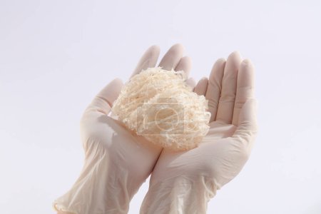 An edible bird nest is placed on gloved hands model with minimalist white background. Bird nest is precious and rare medicine