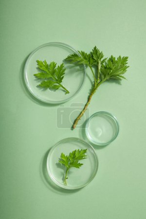 Mugwort leaves placed on glass transparent podiums in round shape displayed with an empty petri dish. Mugwort (Artemisia vulgaris) is useful for cosmetic and medicine