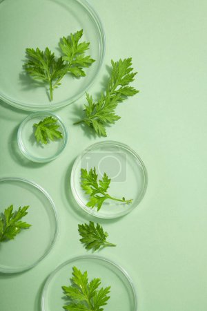 Photo for Some glass transparent podiums with Mugwort leaves placed on. Empty space on right side to show product extracted from Mugwort (Artemisia vulgaris). Natural organic beauty cosmetics concept - Royalty Free Image