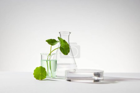 Photo for A glass beaker containing water and gotu kola (Centella asiatica) decorated with erlenmeyer flask and round podium. Empty space to display cosmetic product - Royalty Free Image