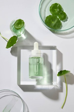 Photo for An empty label bottle with dropper placed on transparent podium, displayed with gotu kola leaves. Gotu kola (Centella asiatica) has many benefits for both skin and health - Royalty Free Image