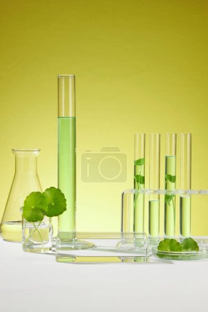 Photo for Gotu kola leaves with laboratory glassware and transparent podium with empty space to display cosmetic product extracted from Gotu kola (Centella asiatica). Tropical medical herbal plant concept. - Royalty Free Image