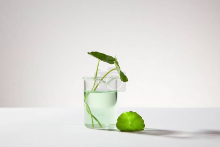 Photo for Gotu kola leaves contained in a glass beaker with water. Minimalist white background. Gotu kola (Centella asiatica) is a herb use for health care concept - Royalty Free Image