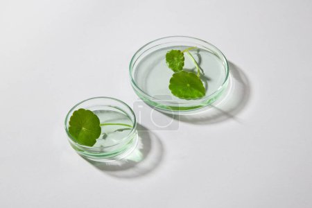 Photo for Two glass petri dishes with gotu kola leaves placed on. Minimal white background. Healthy concept with many benefits for your health and skin - Royalty Free Image