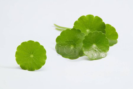 Photo for Gotu kola (Centella asiatica) isolated on white background. Gotu kola helps promote collagen production and enhance overall mental health - Royalty Free Image