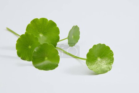 Photo for Gotu kola (Centella asiatica) decorated on minimalist white background. Medicinal plants that have medicinal properties - Royalty Free Image