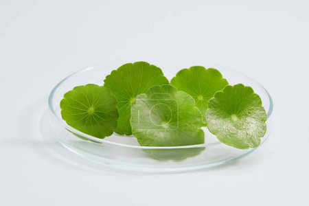 Photo for A glass petri dish with gotu kola (Centella asiatica) placed on. Research and develop natural organic beauty skincare product concept. - Royalty Free Image