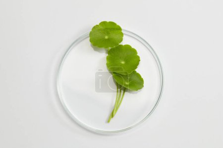 Flat lay of Gotu kola placed on a glass podium with white background for cosmetic product extracted from Gotu kola (Centella asiatica) promotion