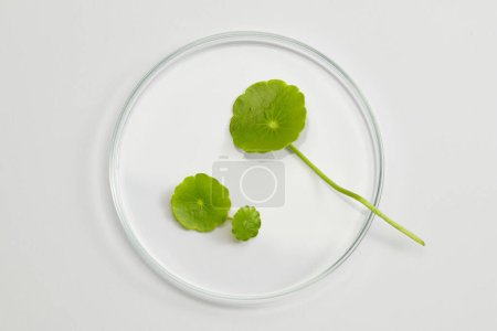 Photo for Gotu kola displayed on round podium with top view. Gotu kola (Centella asiatica) can be used as ingredient for cosmetics and beauty product - Royalty Free Image