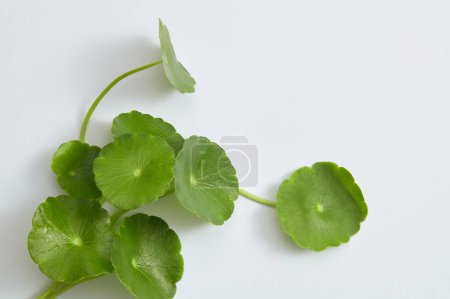 Photo for The minimal scene with gotu kola displayed on white background. Blank space for text adding. Gotu kola (Centella asiatica) has a lot of benefits for health - Royalty Free Image