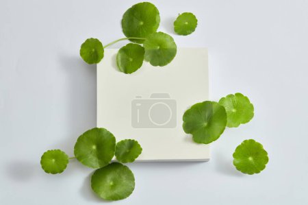 Photo for A white square podium with many gotu kola around. Blank space to display product extracted from Gotu kola (Centella asiatica). Top view - Royalty Free Image