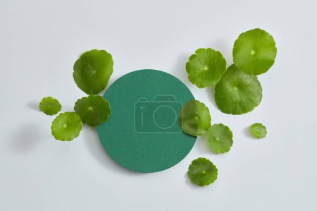 Photo for A blue podium in round shape decorated with gotu kola leaves. Tropical medical herbal plant concept. Empty space for product presentation - Royalty Free Image