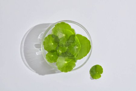 Flat lay of gotu kola leaves placed on a glass transparent podium displayed on white background. Gotu kola (Centella asiatica) is nature ingredient for skin care