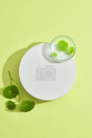 A white round podium with a petri dish of gotu kola leaves. Blank space for product promotion. Gotu kola (Centella asiatica) benefiting your health and skin
