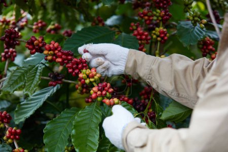 Foto de Un modelo de mano que sostiene el árbol del café para cosechar las bayas frescas del café, con muchos árboles del café borrosos como fondo. Vista frontal - Imagen libre de derechos