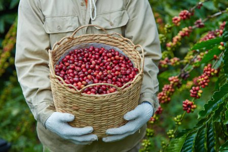 Photo for A model holding a bamboo basket containing harvested coffee berries in his hand. Product promotion made from coffee - Royalty Free Image