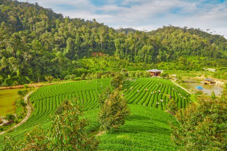 Foto de El paisaje de la colina del té verde en Bao Loc es grande y fresco con cielo azul. Beneficios de la hoja de té verde, bueno para su salud y su mente - Imagen libre de derechos