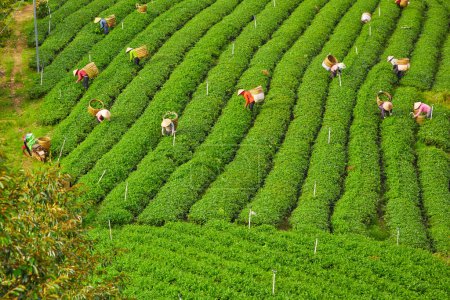 Téléchargez les photos : Paysage de collines de thé avec des agriculteurs qui travaillent dur pour récolter des feuilles de thé vert. Concept de beauté de la nature. Avantages des feuilles de thé vert, avoir un corps sain et une bonne santé - en image libre de droit