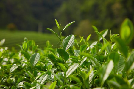 Foto de Muchas hojas de té verde fresco a la luz del sol con un fondo borroso. Naturaleza y concepto fresco. beneficios saludables de las hojas de té verde - Imagen libre de derechos