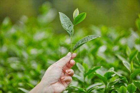 A hand model holding a small green tea branch against many green tea leaves as a blurred background