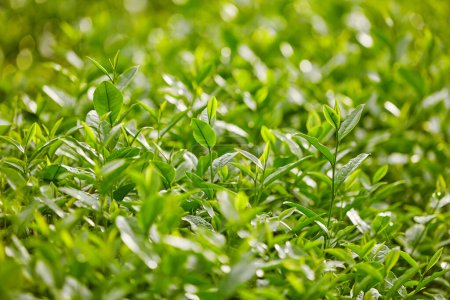 Téléchargez les photos : Un brillant jardin de feuilles de thé vert à travers l'angle de la caméra avant. concepts de nature saine. Feuilles de thé vert peuvent aider à augmenter la combustion des graisses, corps sain - en image libre de droit