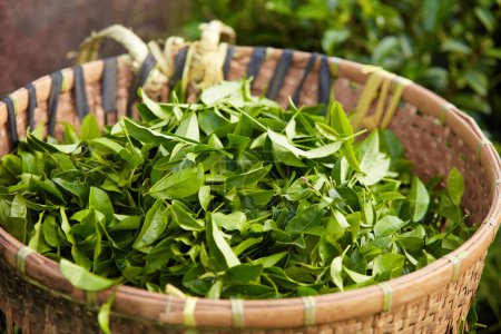 A lot of green tea leaves arranged in a bamboo basket. For product promotions extracted from green tea leaves