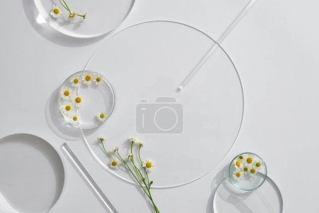 Photo for Petri dishes of Chamomiles (Matricaria chamomilla) and transparent podium with blank space in laboratory background for plants advertising - Royalty Free Image