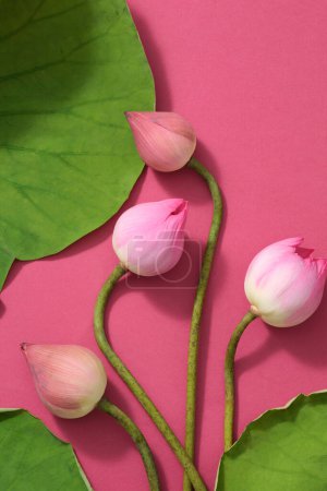 Téléchargez les photos : Sur un fond rose au feuillage vert, plusieurs bourgeons de lotus sont embellis. Espace vide pour la publicité produit - en image libre de droit