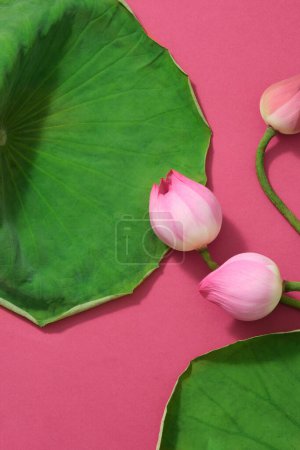 Mehrere blühende Lotusblumen und Lotusblüten, die mit einigen Steinen auf dunkelgrünem Hintergrund verziert sind. Frontansicht