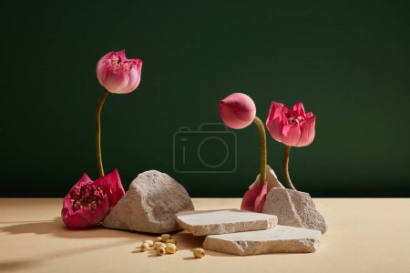 Plusieurs fleurs de lotus en fleurs (Nelumbo nucifera) et un bourgeon de lotus décoré de pierres sur fond vert foncé. Vue de face