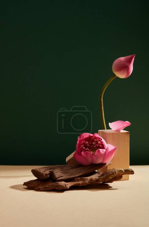 Una flor de loto (Nelumbo nucifera) y un bub de loto adornado con podio de madera y ramas de árbol sobre el fondo verde oscuro. Espacio vacío para añadir texto o producto