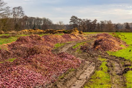Téléchargez les photos : D'énormes quantités d'oignons jetés sur un champ comme destruction de nourriture dans la société de l'abondance, Allemagne - en image libre de droit