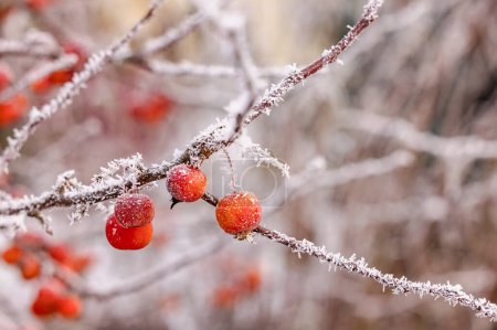 Several ornamental apples on an icy branch with ice crystals in winter cropped with deep focus fusion, Germany