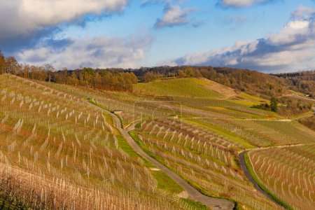 Téléchargez les photos : Light flooded vineyard at with vines evening sun in winter, Kochertal, Hohenlohe, Baden-Wuerttemberg, Germany - en image libre de droit