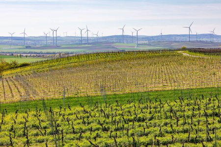 Countless wind turbines of an onshore wind farm next to fields and vineyards in Rhineland-Palatinate