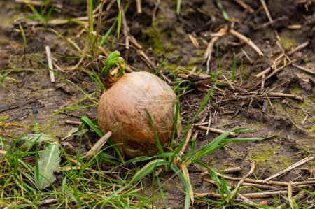 Foto de Focus stacking shot of a germinating onion with green shoot on a field after harvest in winter, Germany - Imagen libre de derechos