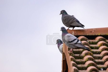 Photo for A thick dark gray rock pigeon on the ridge of a roof of a residential house, Germany - Royalty Free Image