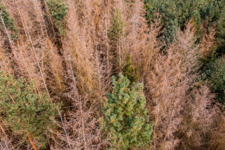 Téléchargez les photos : Vue aérienne de la mortalité des arbres due à la sécheresse, aux insectes ou aux maladies avec des arbres malades et morts dans la forêt - en image libre de droit