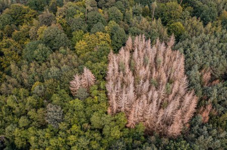 Téléchargez les photos : Le dépérissement des forêts à l'exemple d'un groupe d'épicéas malades dans une forêt mixte en Allemagne - en image libre de droit