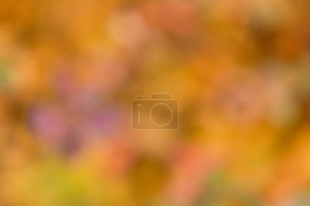 Photo for Natural bold colors yellow and orange from a blurred photo of of leaves and bushes in autumn for use as a background and copy space - Royalty Free Image