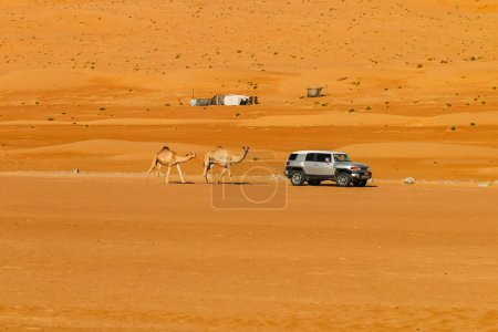 Photo for An all-terrain vehicle drives through the Wahiba Sands desert in Oman with two camels in tow - Royalty Free Image