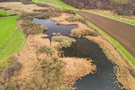 Ein Teich und eine Feuchtwiese als Luftaufnahme mit Gras, Schilf und Sträuchern sowie Pflanzen und Vögeln als Lebensraum, Deutschland