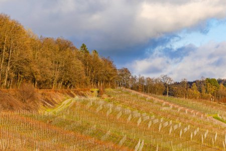 Téléchargez les photos : Vignoble pittoresque avec vignes sur une pente près d'Ingelfingen au coucher du soleil, Hohenlohekreis, Bade-Wurtemberg, Allemagne - en image libre de droit