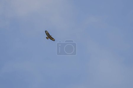 Photo for A strikingly patterned buzzard from below in gliding flight, Baden-Wuerttemberg, Germany - Royalty Free Image