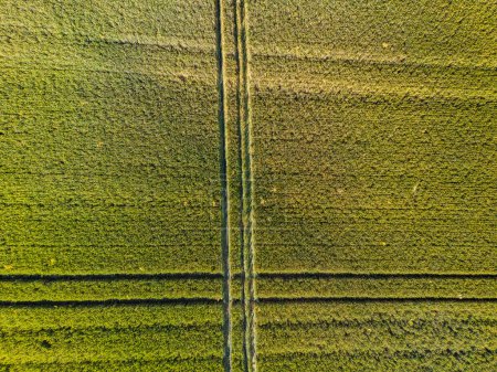 Photo for Aerial view of a field with grain with tractor tracks, Germany - Royalty Free Image