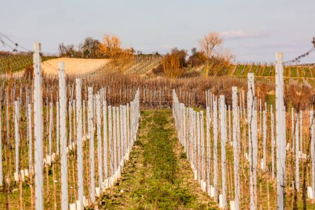 Téléchargez les photos : Des rangs de vignes se dressent symétriquement côte à côte sur un vignoble en Allemagne - en image libre de droit