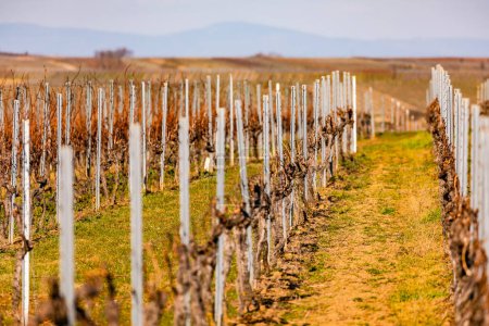 Téléchargez les photos : Vignes et treillis sur un vignoble avec de nombreuses vignes forment une perspective de point de fuite - en image libre de droit
