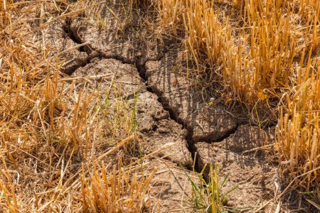 Téléchargez les photos : Fissures sur un champ de chaume récolté après la chaleur et une longue sécheresse dans la crise climatique, Allemagne - en image libre de droit