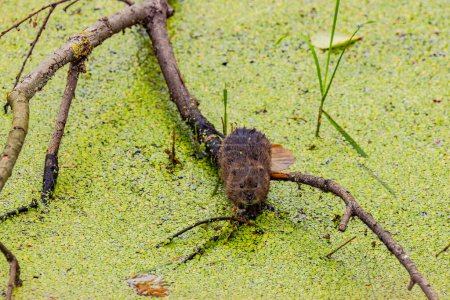 Téléchargez les photos : Un rat musqué Ondatra zibethicus en tant qu'espèce exotique introduite est un ravageur en Allemagne - en image libre de droit